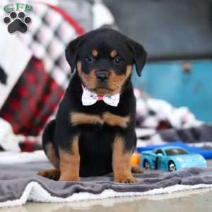 Ellie, Rottweiler Puppy